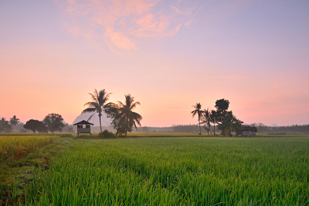 perlis